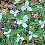 Trilliums II