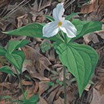 trillium